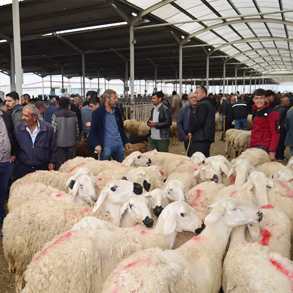 Aksaray'dan 350 bin küçükbaş kurbanlık yola çıktı