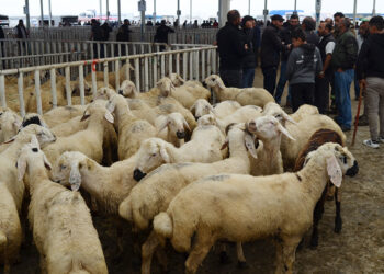 Aksaray'dan 350 bin küçükbaş kurbanlık yola çıktı