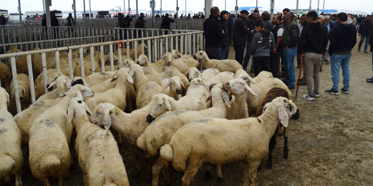 Aksaray'dan 350 bin küçükbaş kurbanlık yola çıktı