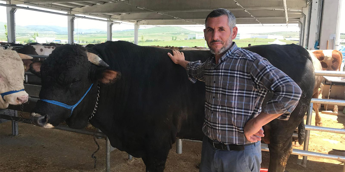 1.1 tonluk Şahinbey isimli boğa pazarın ilgi odağı oldu