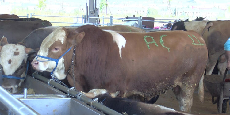 1.1 tonluk Şahinbey isimli boğa pazarın ilgi odağı oldu