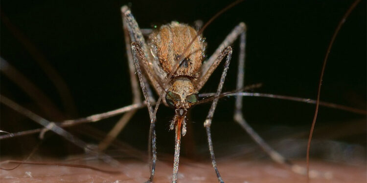 Isıran sinekler mavi rengi seviyor