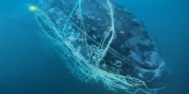 Balıkçı ağlarına takılan kambur balina kurtarıldı