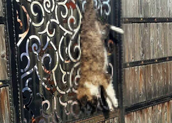 Bağ evinde kapıya asılı bulunan köpek soruşturmasında 2 şüpheli serbest