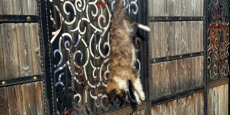 Bağ evinde kapıya asılı bulunan köpek soruşturmasında 2 şüpheli serbest