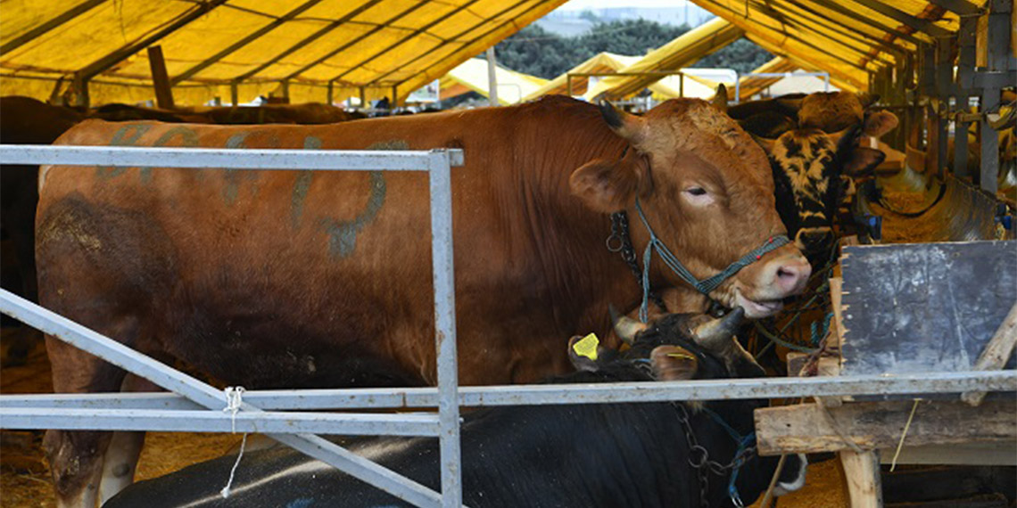 Bahçelievler Çobançeşme Mahallesi'nde kurulan 120 çadırlık kurban pazarına küçükbaş ve büyükbaş olmak üzere yaklaşık 6 bin kurbanlık getirildi.