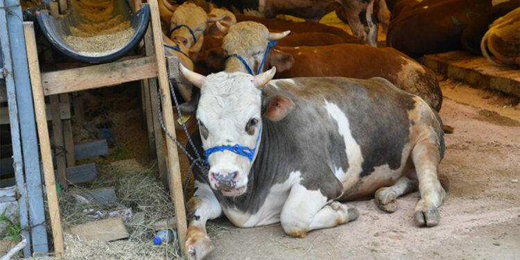 Bahçelievler Çobançeşme Mahallesi'nde kurulan 120 çadırlık kurban pazarına küçükbaş ve büyükbaş olmak üzere yaklaşık 6 bin kurbanlık getirildi.