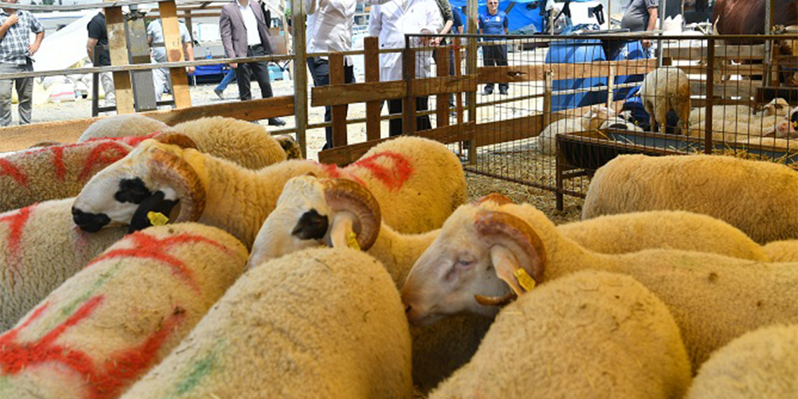 120 çadırlık kurban pazarına 6 bin kurbanlık getirildi