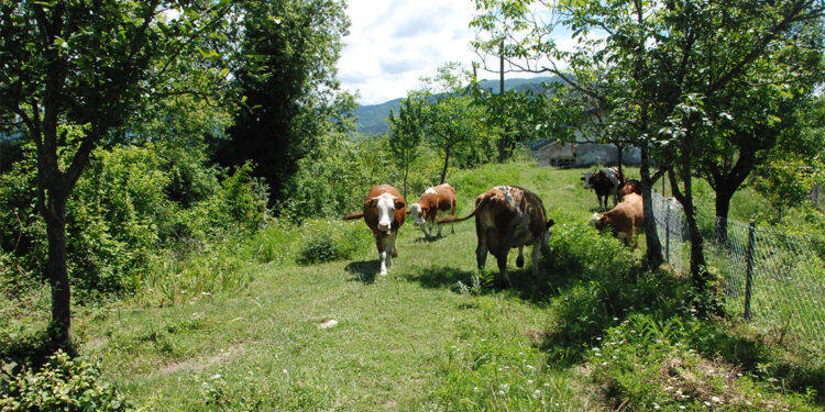 4 köy ve beldede şap karantinası