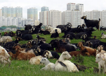 İstanbul'un ortasında bir yayla
