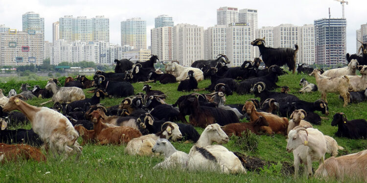 İstanbul'un ortasında bir yayla