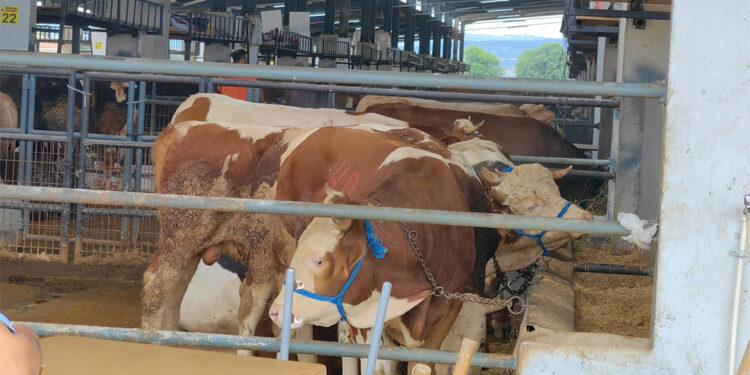 Hayvan pazarında şap karantinası