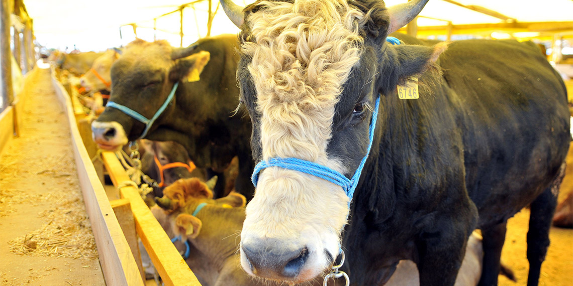 Büyükbaş ve küçükbaş hayvan fiyatları cep yakıyor