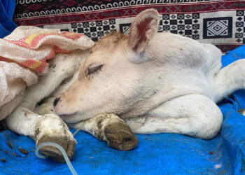 Buzağısını aracın bagajında veterinere getirdi, serum bağlandı