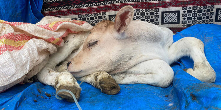 Buzağısını aracın bagajında veterinere getirdi, serum bağlandı