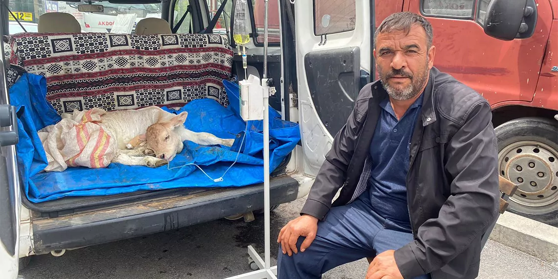 Buzağısını aracın bagajında veterinere getirdi, serum bağlandı