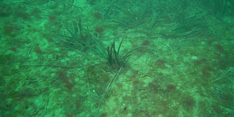 Deniz çayırlarının azalması biyoçeşitliliği tehdit ediyor