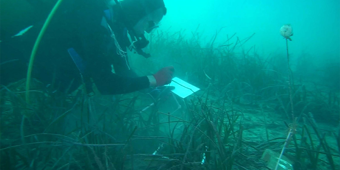 Deniz çayırlarının azalması biyoçeşitliliği tehdit ediyor