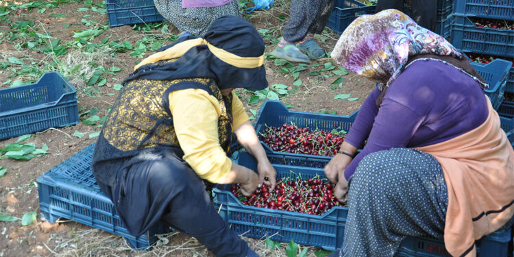 Napolyon cinsi kirazın hasadına başlandı