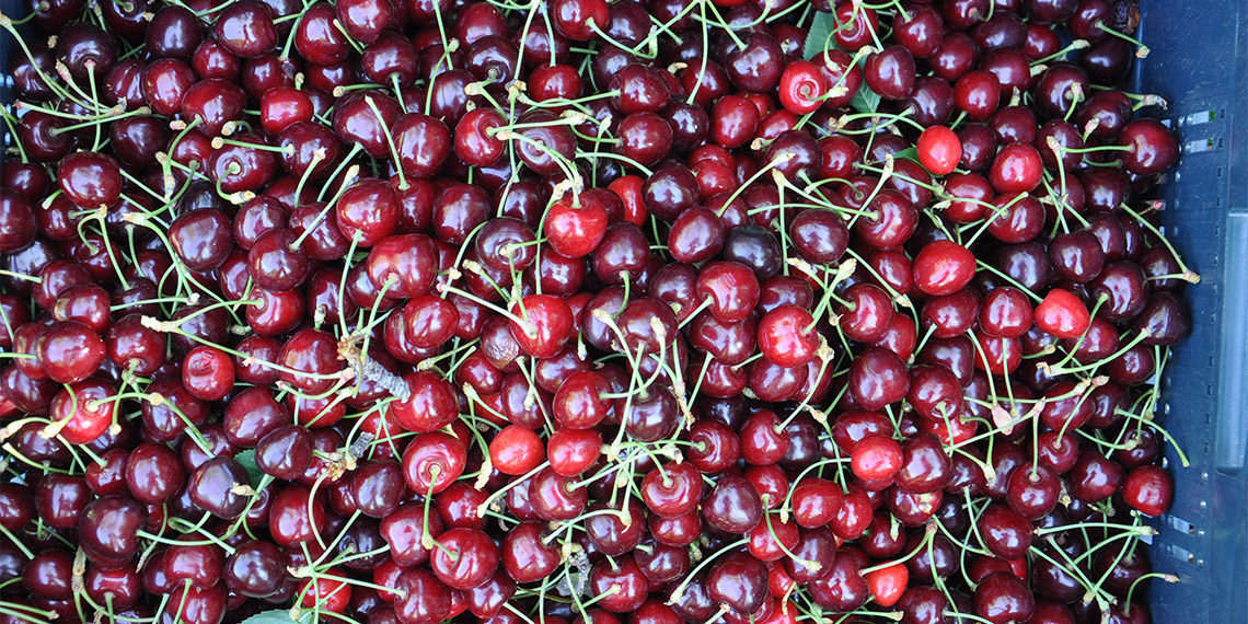 Gaziantep'in İslahiye ilçesinde 330 dekarda üretimi yapılan, napolyon cinsi kirazın hasadı başladı.