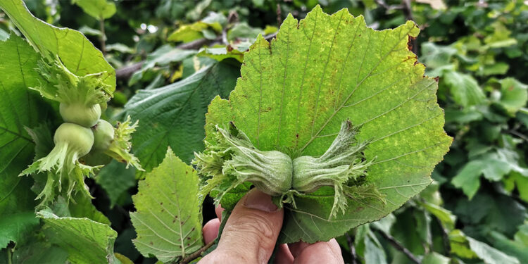 Fındık bahçelerindeki külleme hastalığı yayıldı
