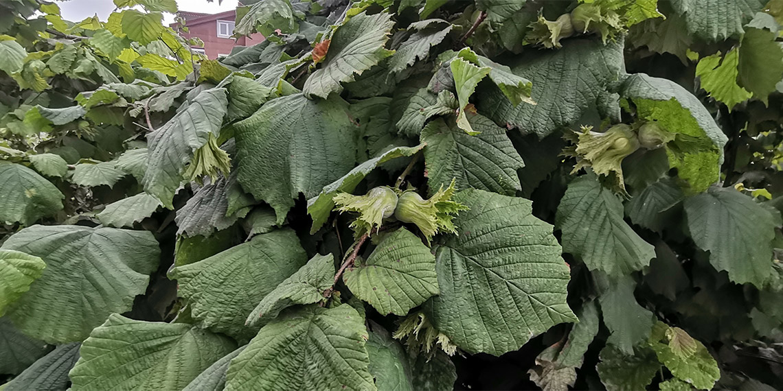 Ordu'da yağış nedeniyle yapılamayan kimyasal müdahale, fındık bahçelerindeki külleme hastalığınının daha da yayılmasına neden oldu.