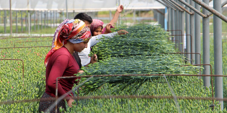Isparta'da yetiştirilen kesme çiçeklerden 15 milyon dolarlık ihracat