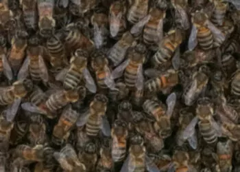 Bal arılarının çoğalması i̇stanbul'da tedirginlik yarattı