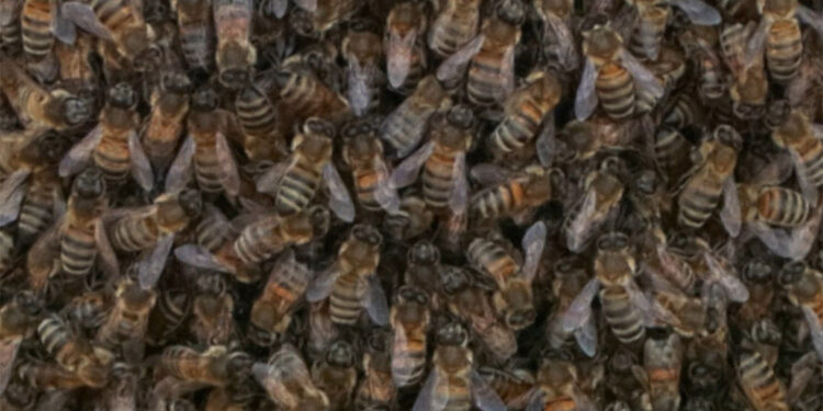 Bal arılarının çoğalması İstanbul'da tedirginlik yarattı