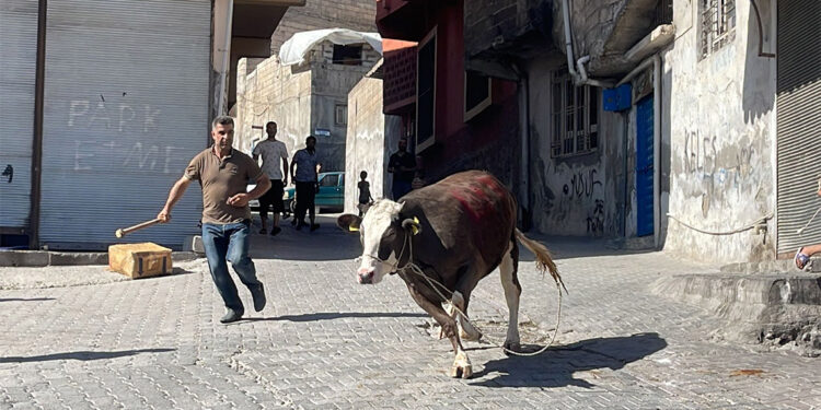 Kaçan kurbanlık boğayı 2 saat kovaladılar