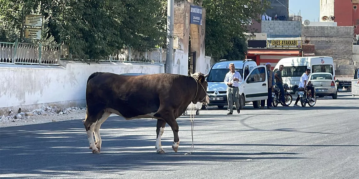 Kaçan kurbanlık boğayı 2 saat kovaladılar