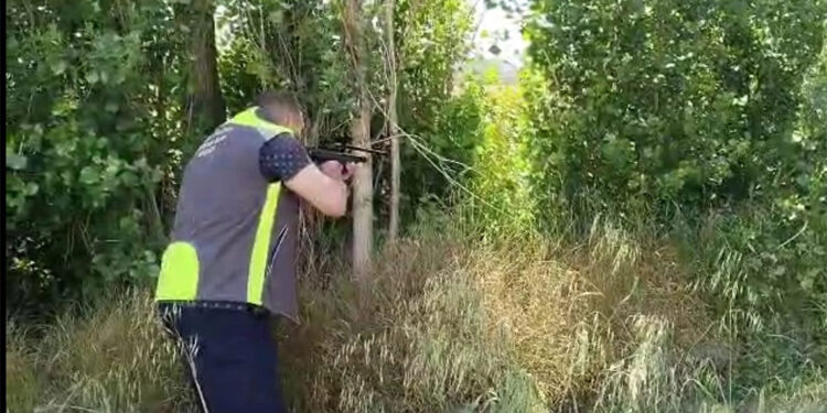 Kaçan kurbanlık inek uyuşturucu iğne ile yakalandı