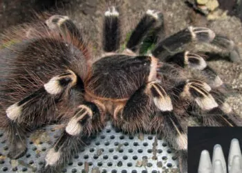 Kargo paketinde cam tüpler içinde 76 tarantula ele geçirildi