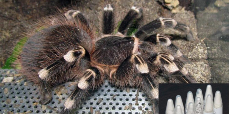 Kargo paketinde cam tüpler içinde 76 tarantula ele geçirildi