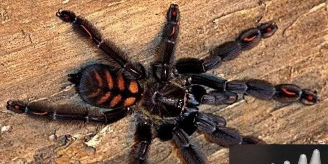 Kargo paketinde cam tüpler içinde 76 tarantula ele geçirildi
