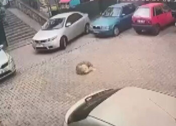 Yerde yatan köpeği ezerek öldürdü