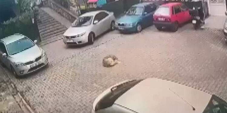Yerde yatan köpeği ezerek öldürdü