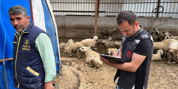 Kırşehir'de etkili olan sağanakta 10 küçükbaş öldü