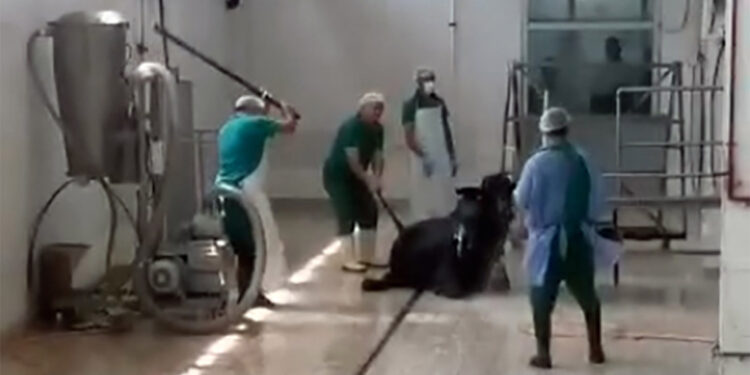 Kombinada hayvana eziyet eden 2 personelden savunma