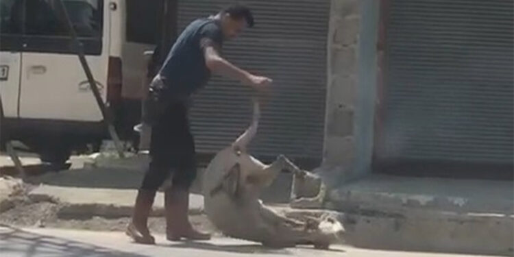 Koyunu bayıltana kadar döven kasap serbest