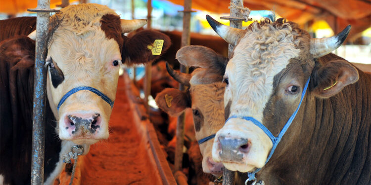 Kurban kesiminde salgın hastalık uyarısı