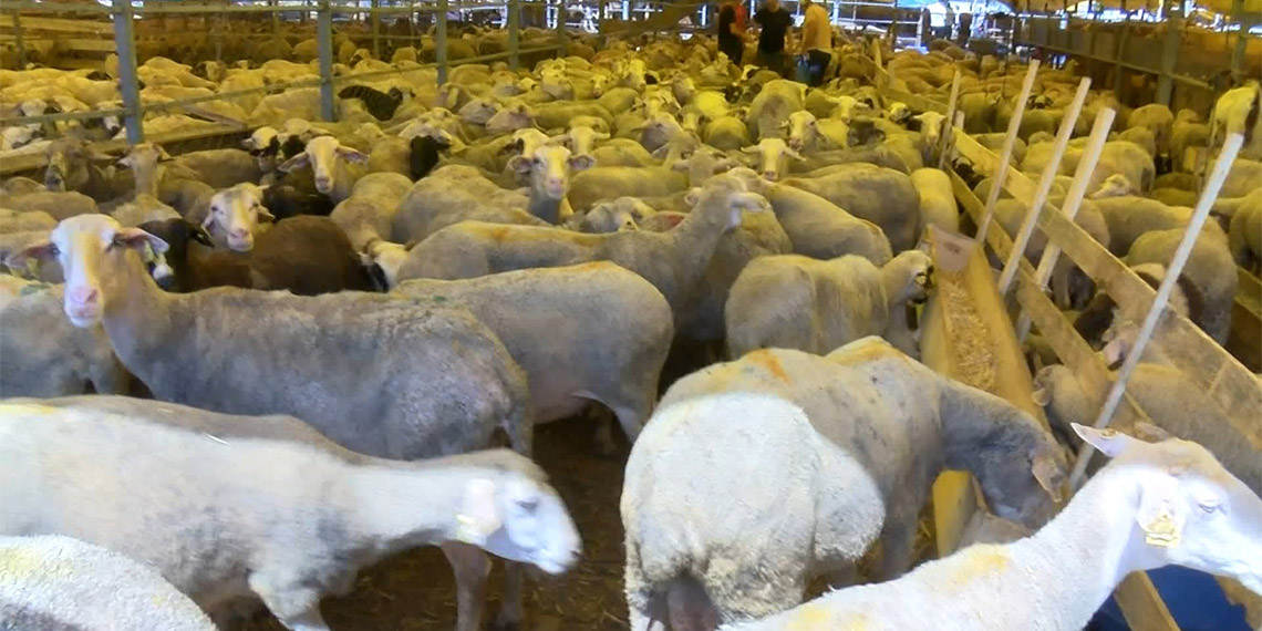 Bahçelievler'de kurban pazarında satıcılar, hayvanlarını bir an önce satmak için hafta sonunda yoğunluk beklerken, alıcılar da son günlerde yapılan olası indirimlere umut bağladı.