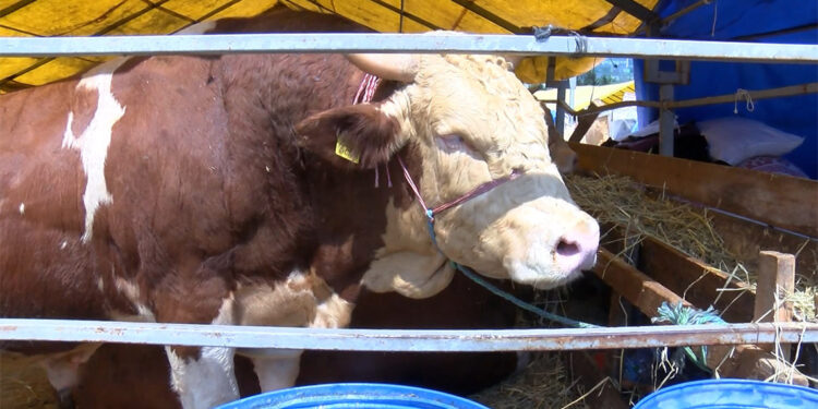 Bahçelievler'de kurban pazarında son gün umudu