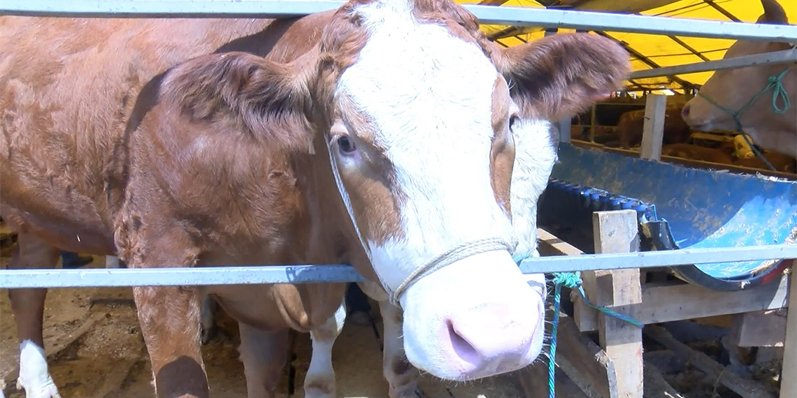 Bahçelievler'de kurban pazarında son gün umudu