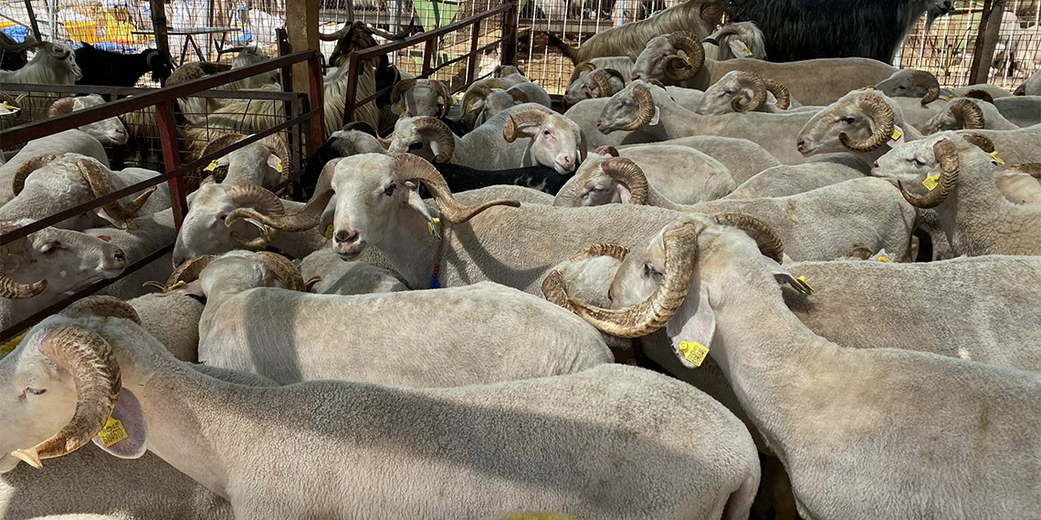 İzmir’in Gaziemir ilçesindeki kurban pazarında arife günü satışlar sürerken, hayvanlarını bitiremeyen satıcıların umutlu bekleyişi sürüyor.