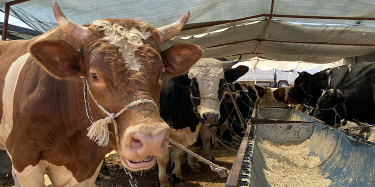 Kurban pazarında arife günü satışları için umutlu bekleyiş