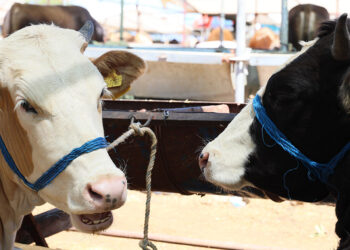 Bayramsa bayramınız mübarek olsun