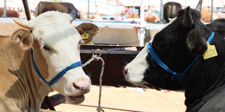 Bayramsa bayramınız mübarek olsun