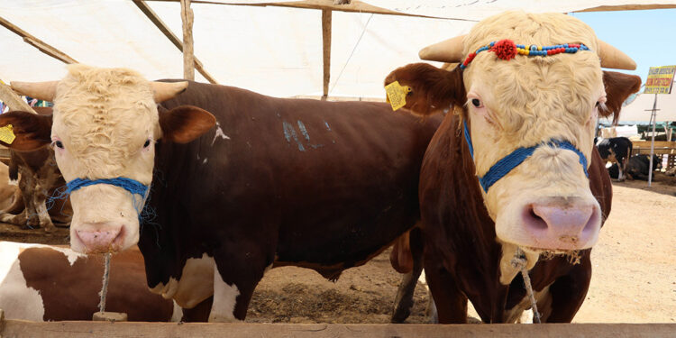 Hasta kurbanlığı anlamak için 'kulağını tutun'