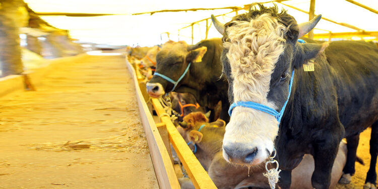 Kurban kesiminde hijyene dikkat